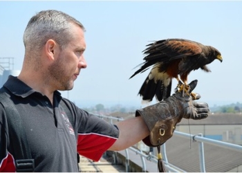 Hawk Patrol to Control Seagulls?